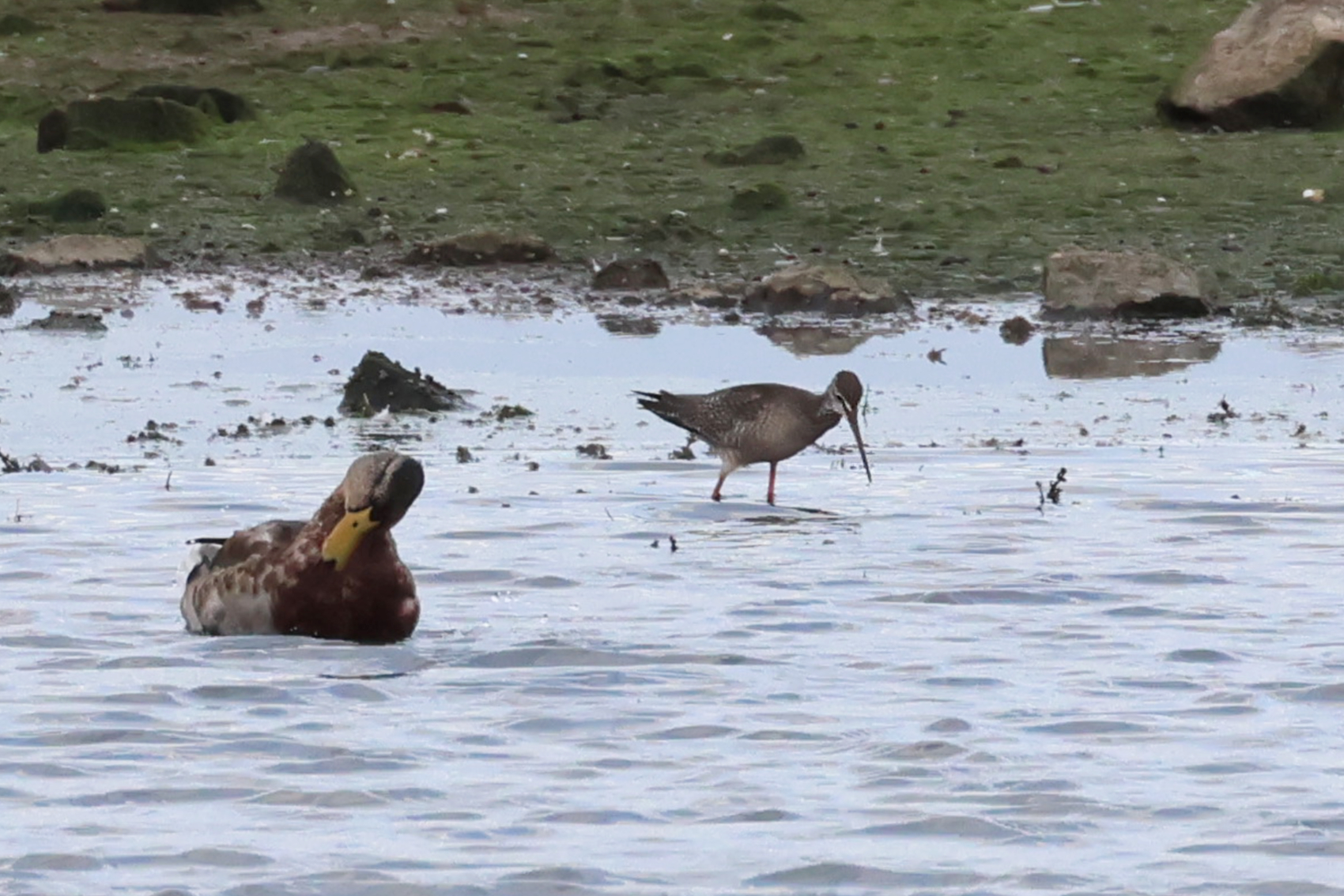 Spotted Redshank