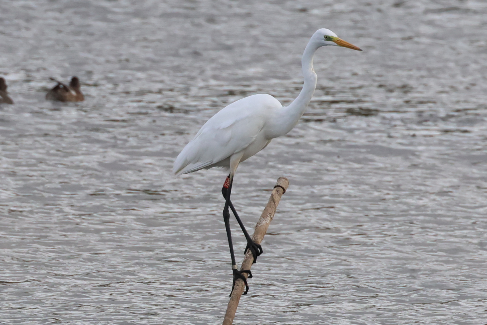 Great White Egret