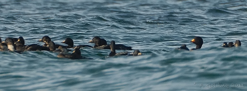 Black Scoter