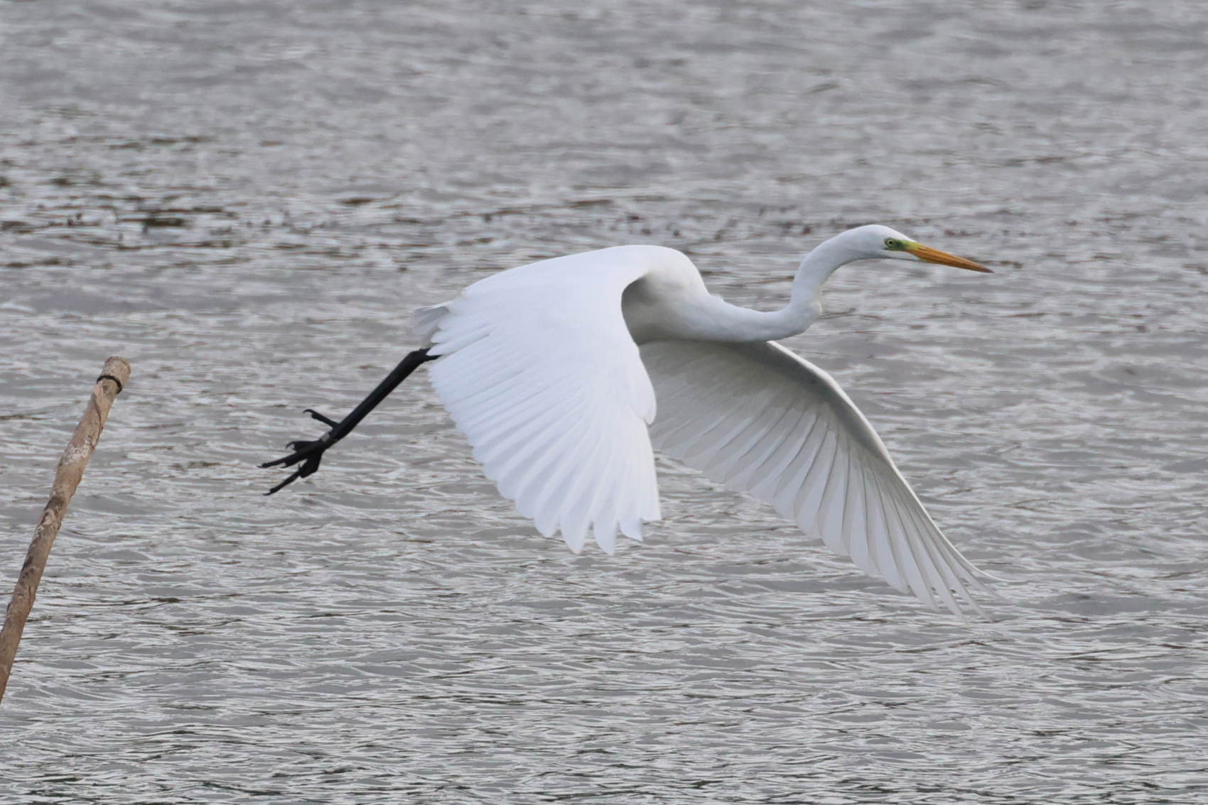 Great White Egret