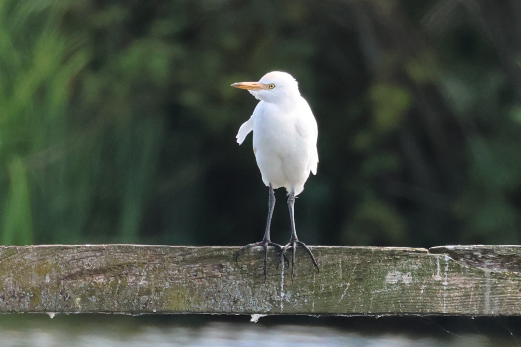 Cattle Egret