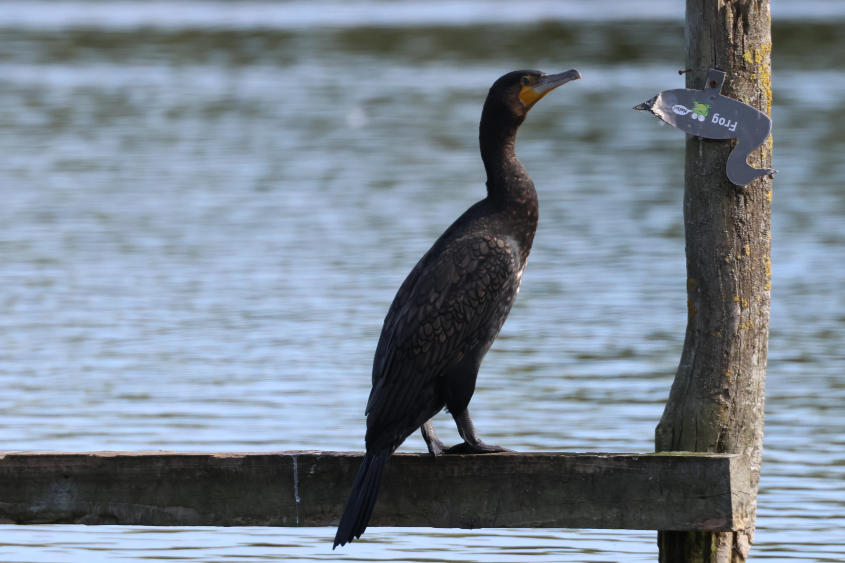 Cormorant