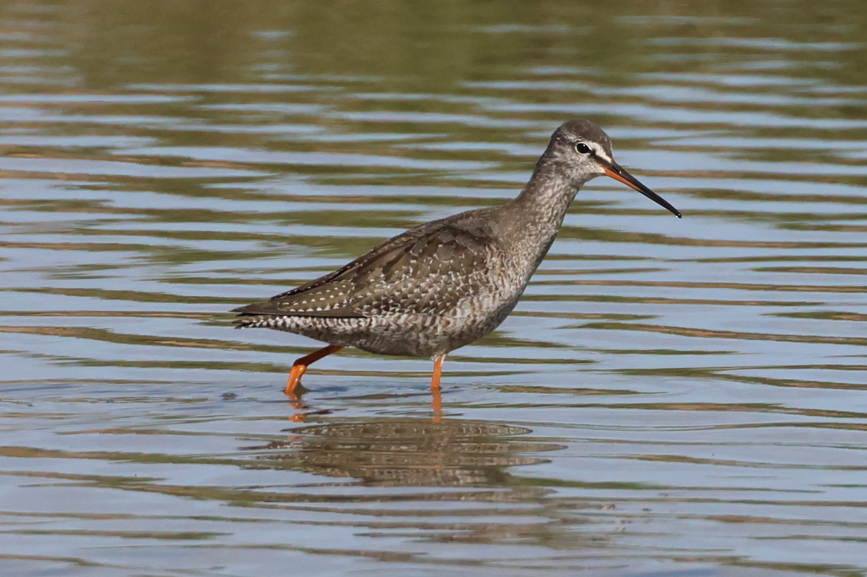 Spotted Redshank