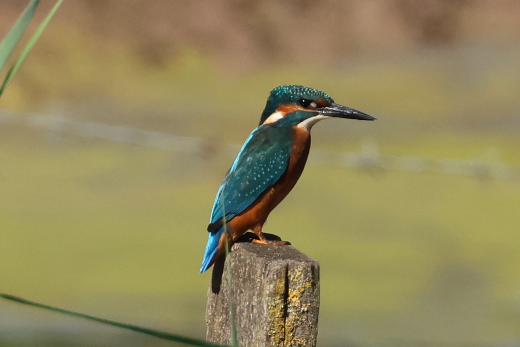 Kingfisher