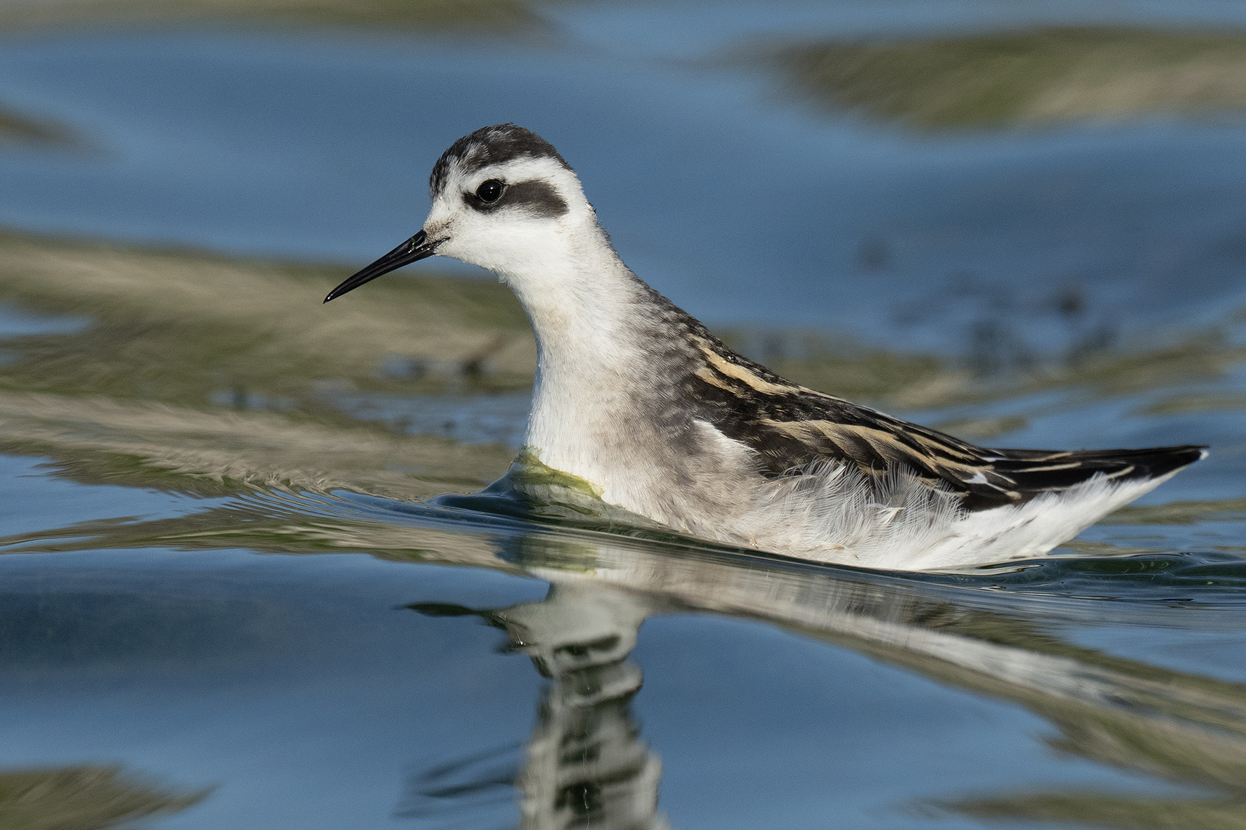 Red-necked Phalarope