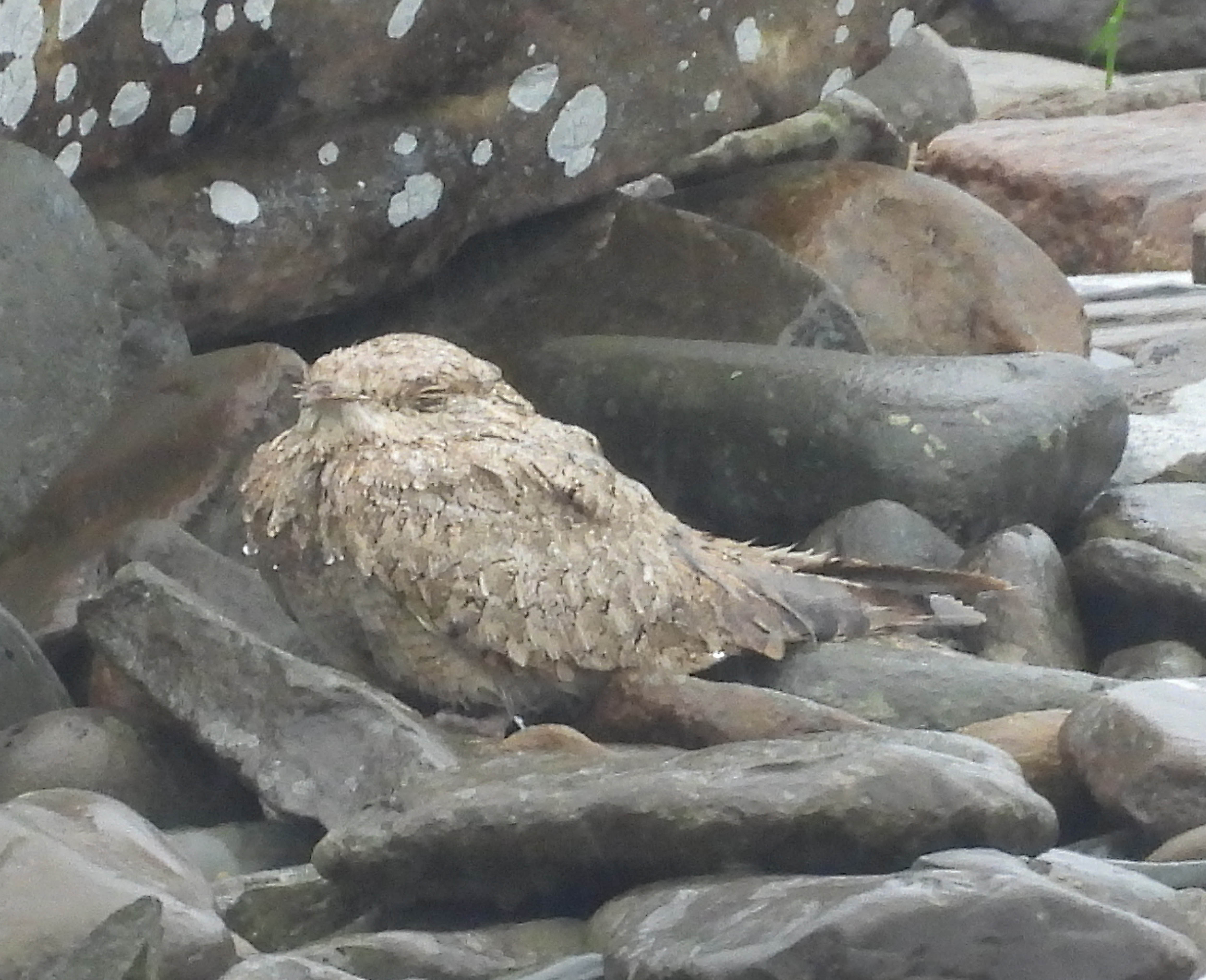 Egyptian Nightjar
