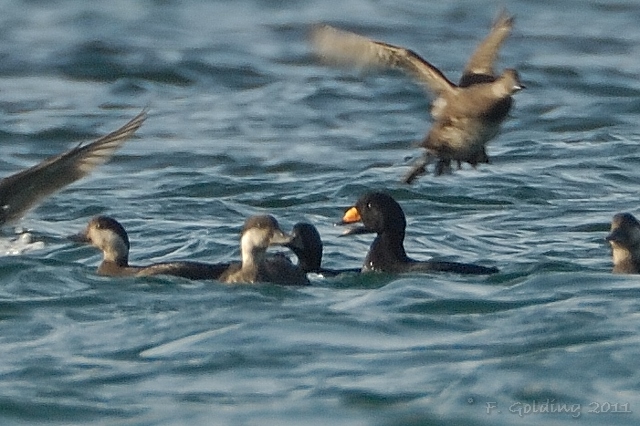 Black Scoter
