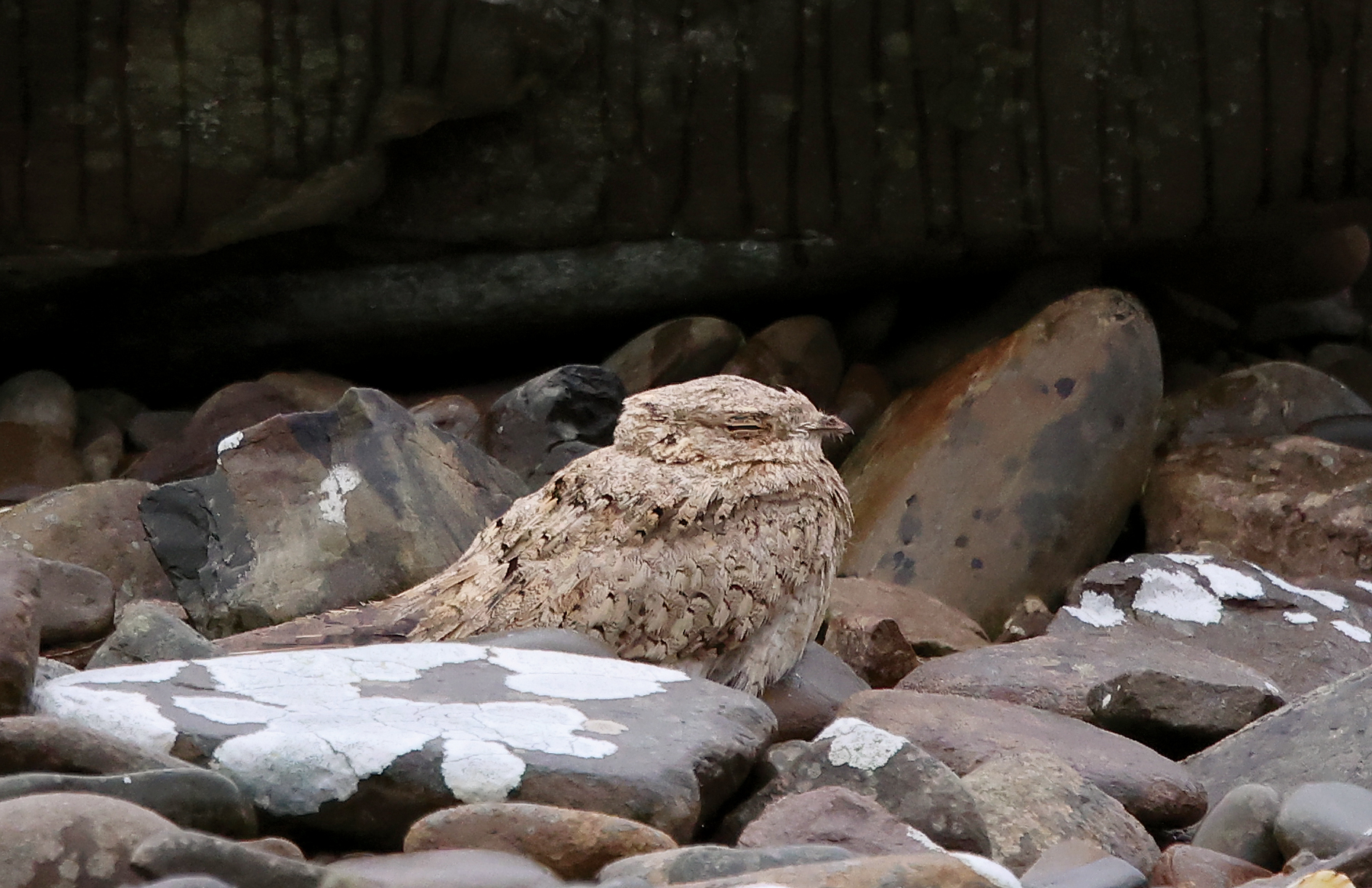 Egyptian Nightjar