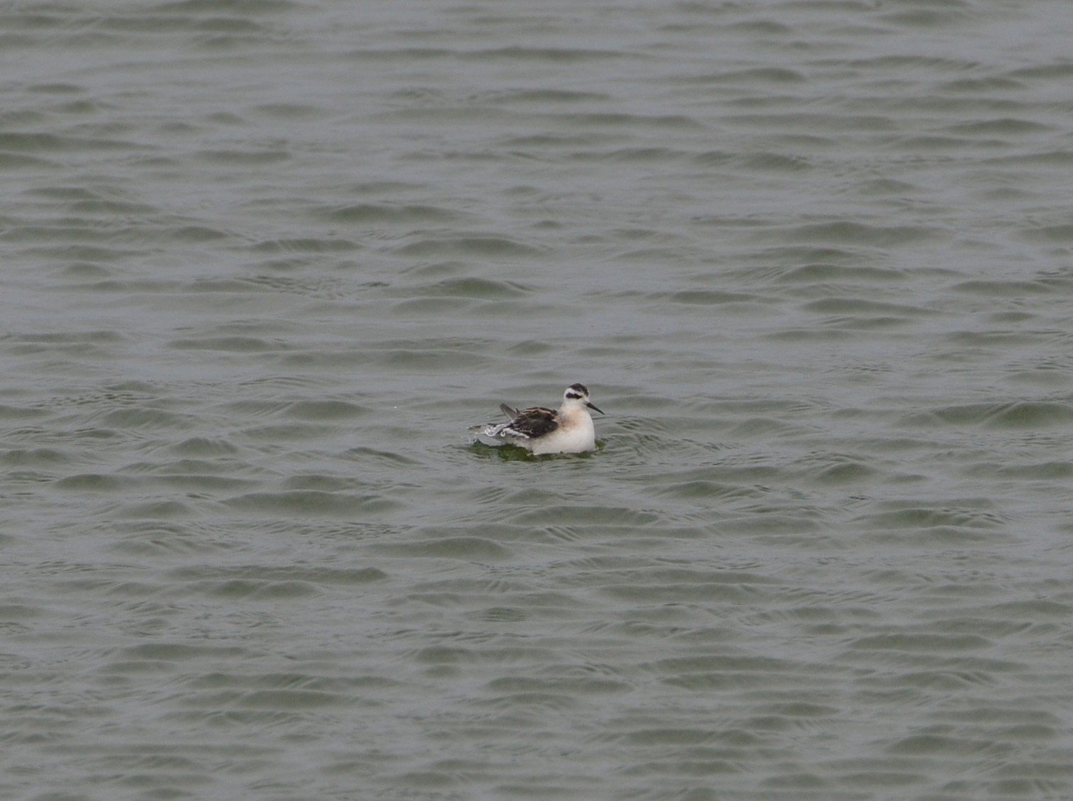 Red-necked Phalarope