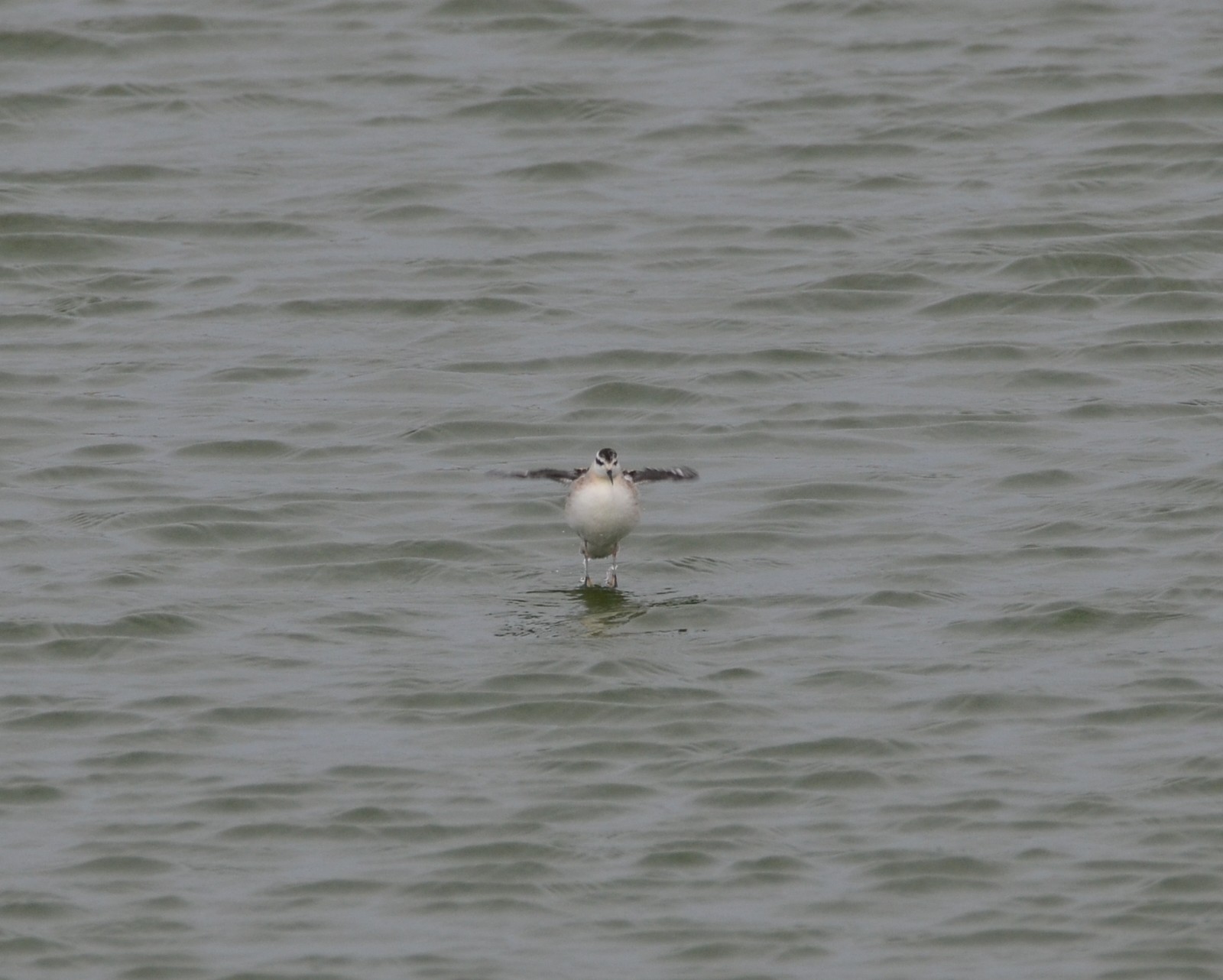 Red-necked Phalarope