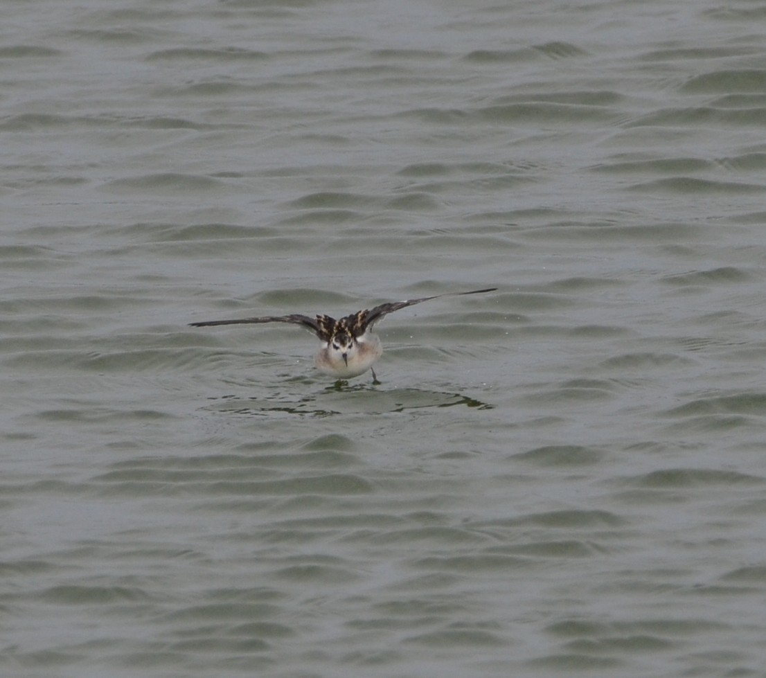 Red-necked Phalarope