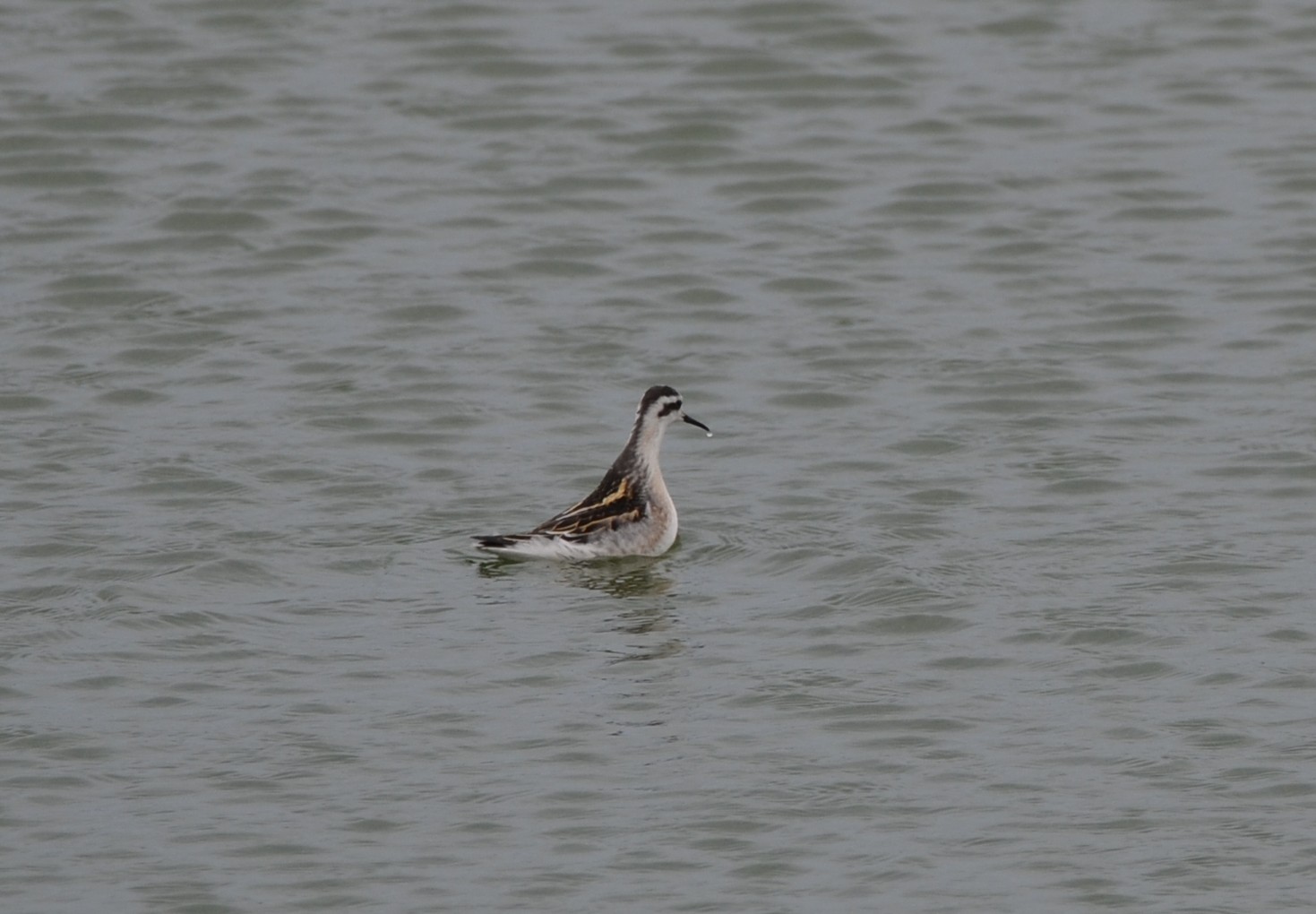 Red-necked Phalarope