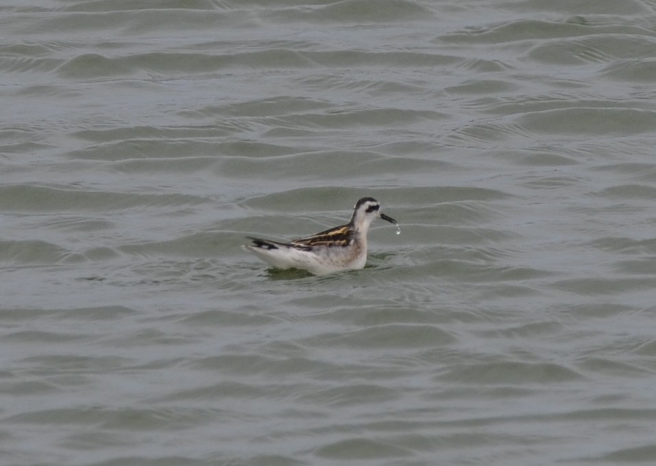 Red-necked Phalarope