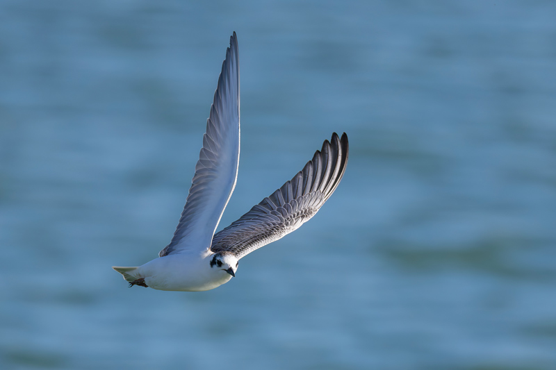 White-winged Black Tern