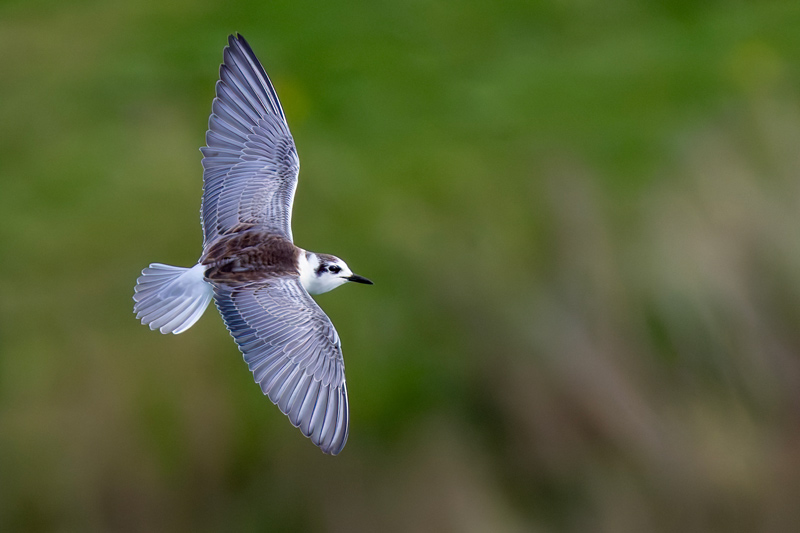 White-winged Black Tern