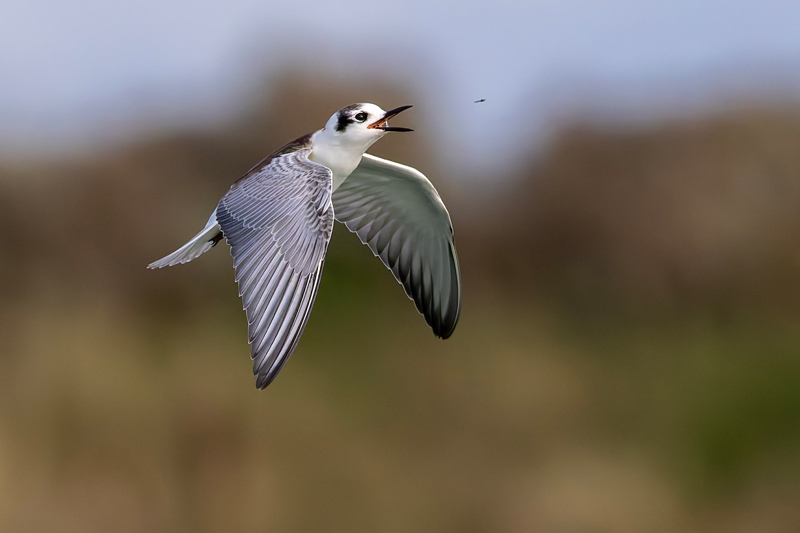 White-winged Black Tern