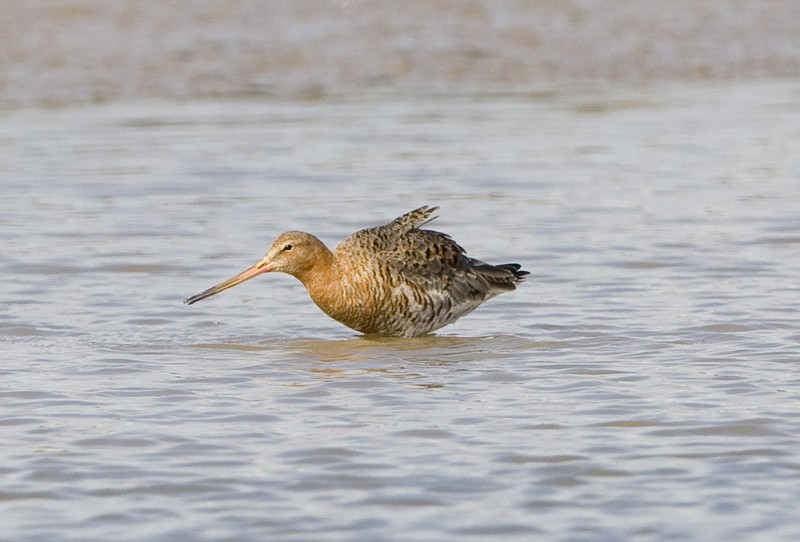 Black-tailed Godwit