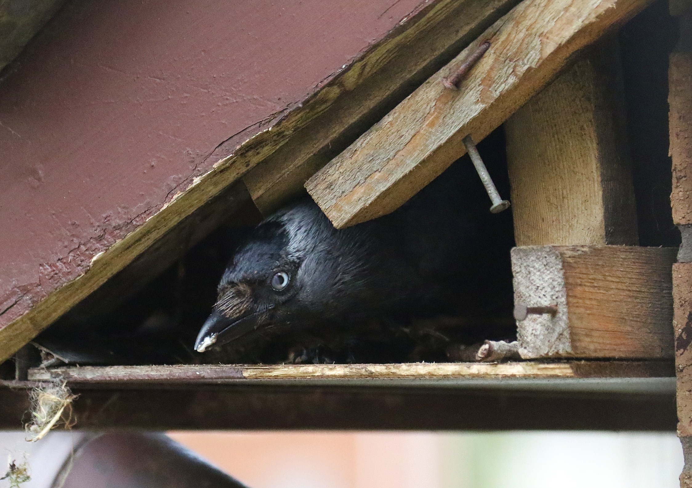 Jackdaw 
