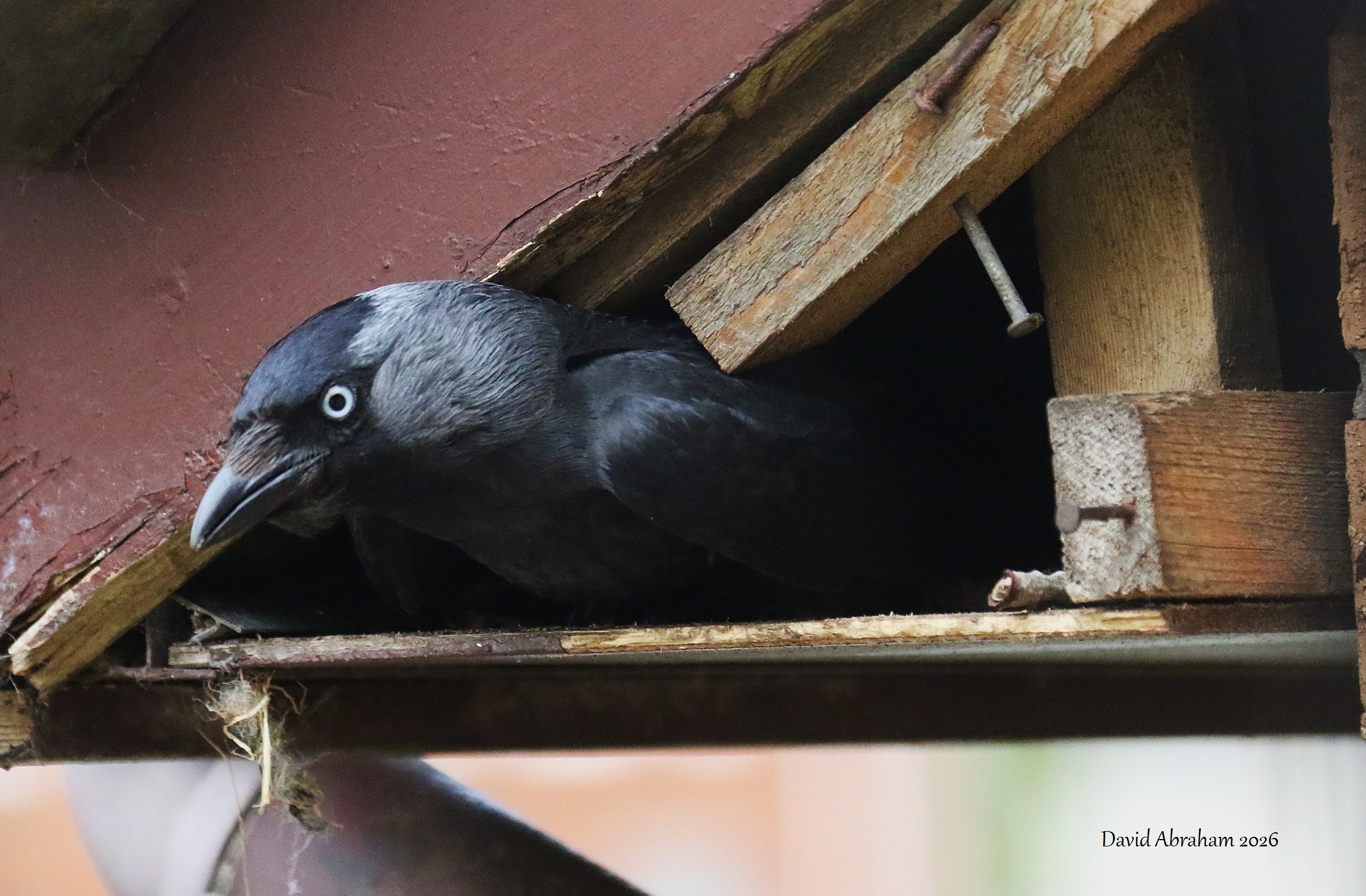 Jackdaw 