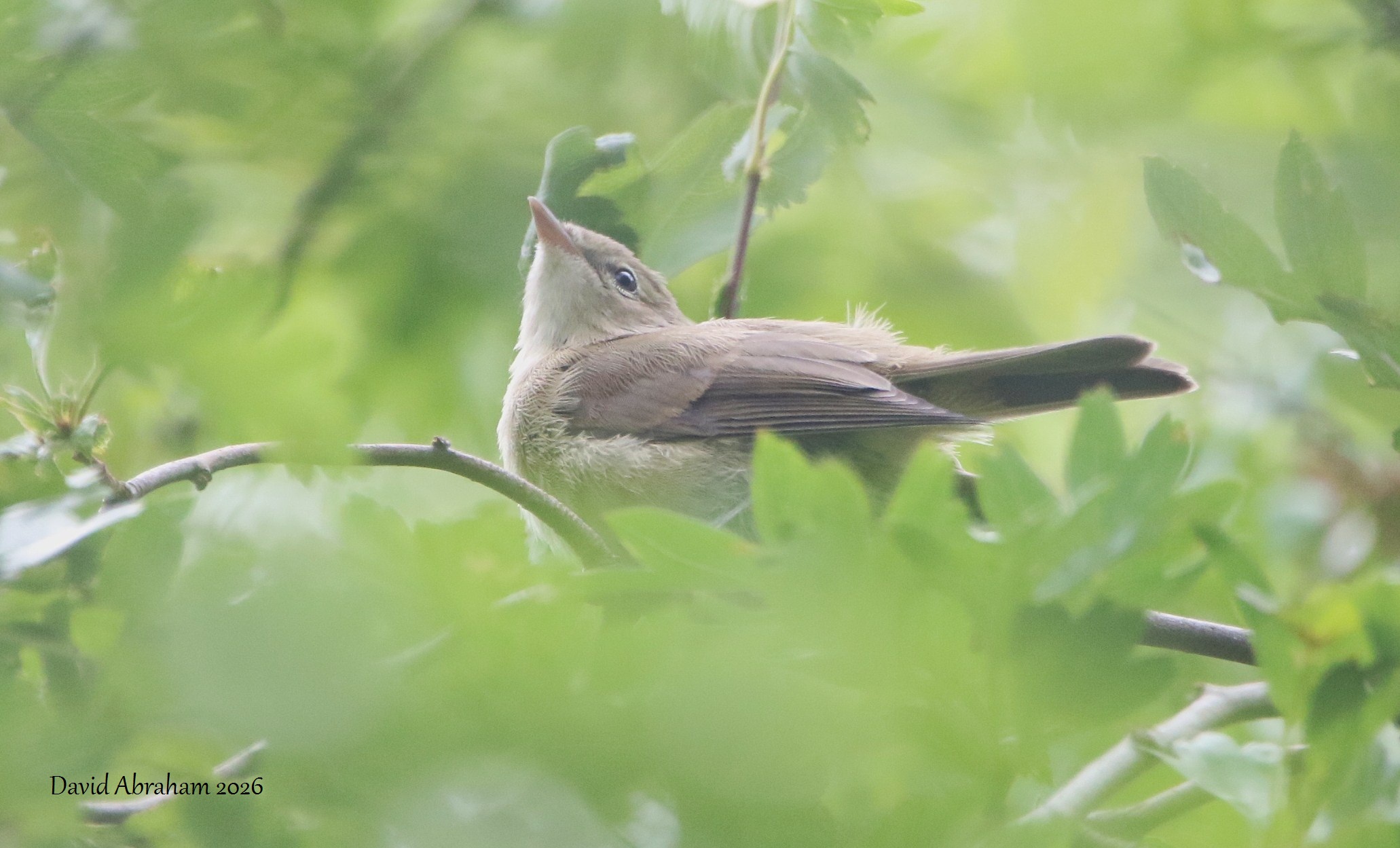 Garden Warbler 