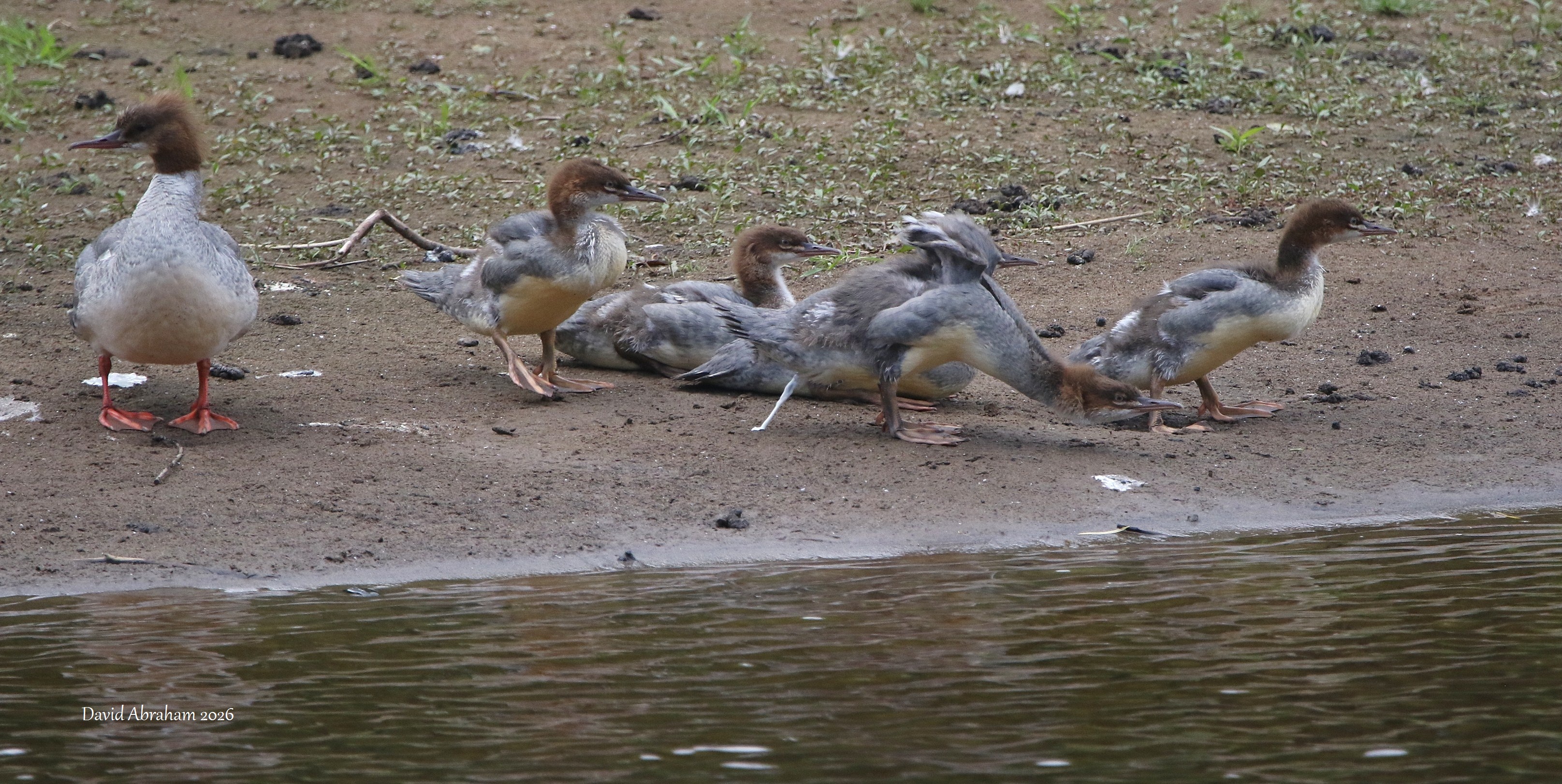 Gooseander 