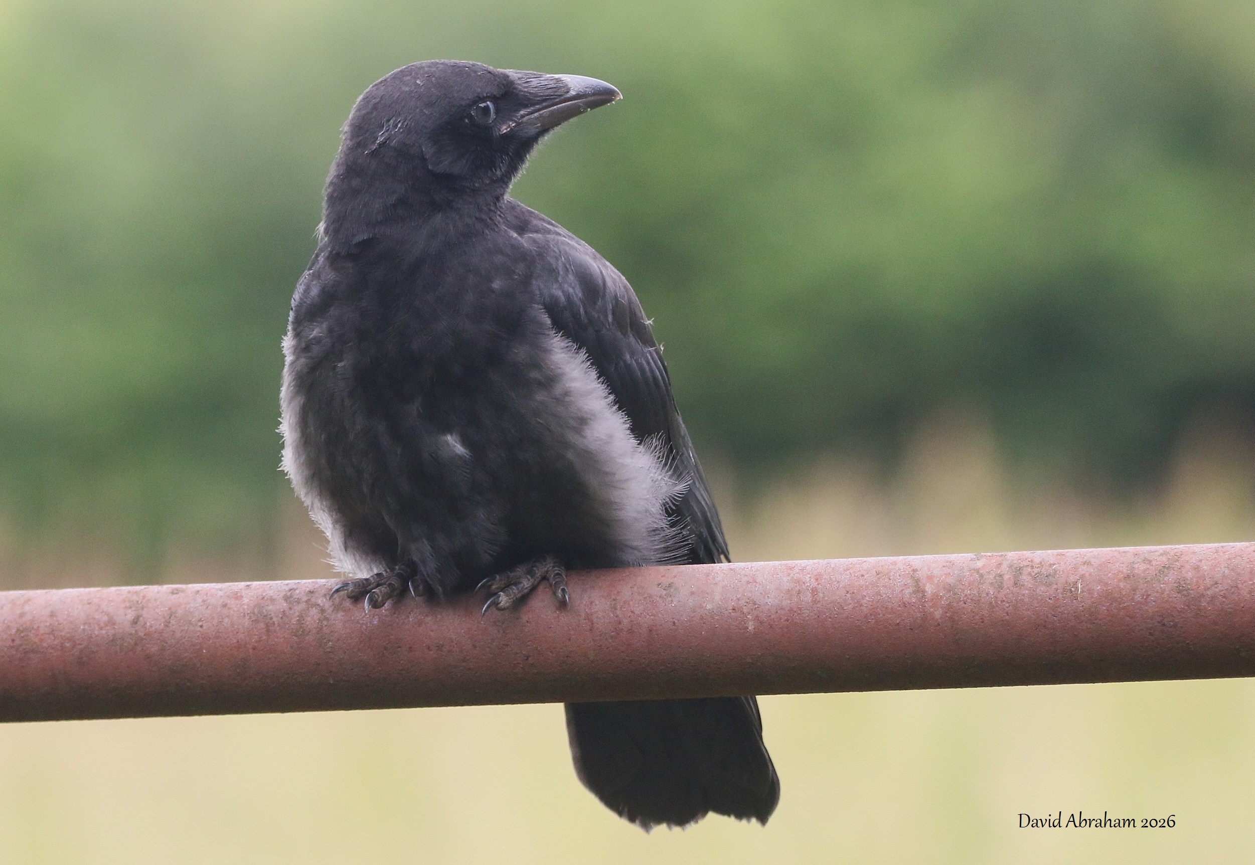 Carrion Crow