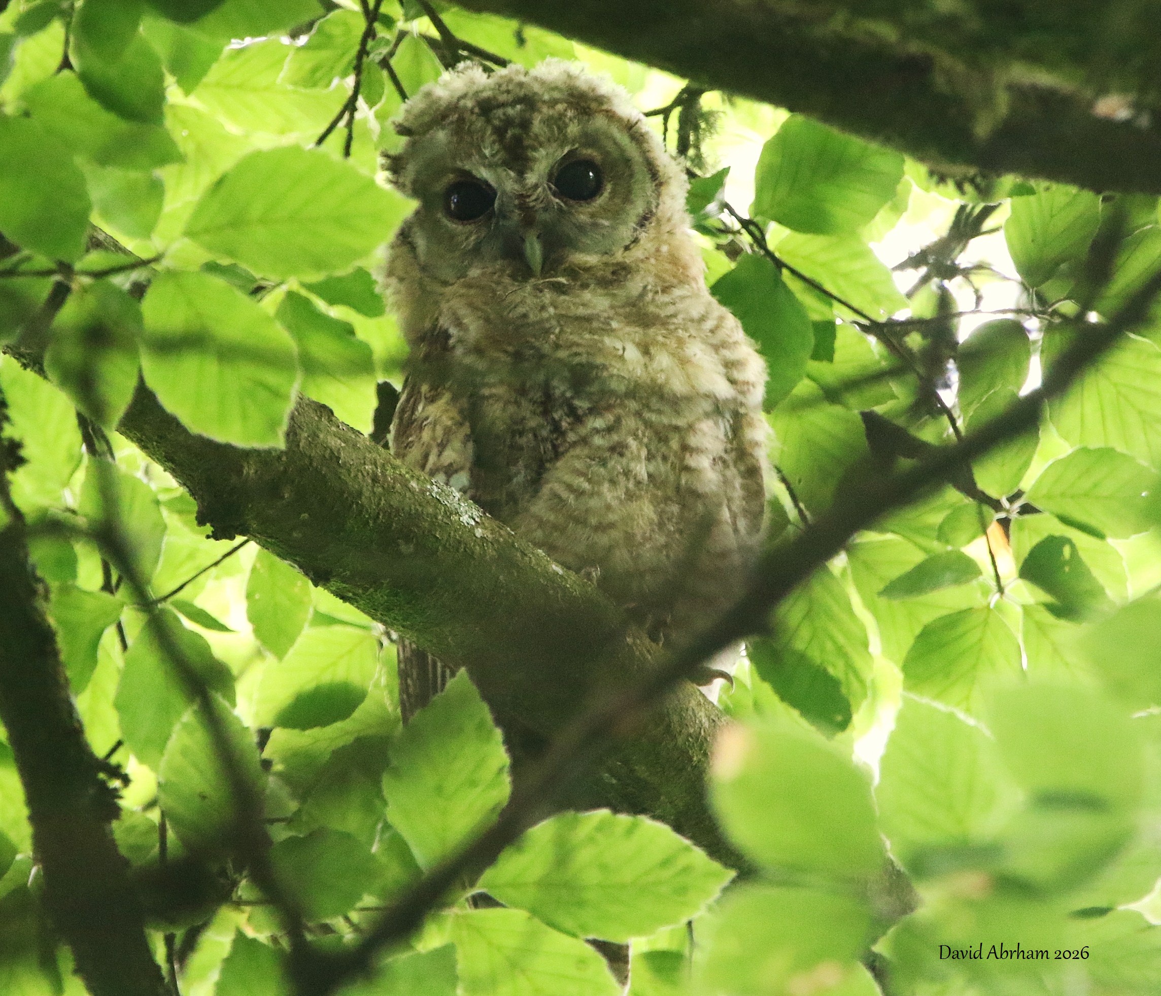 Tawny Owl 