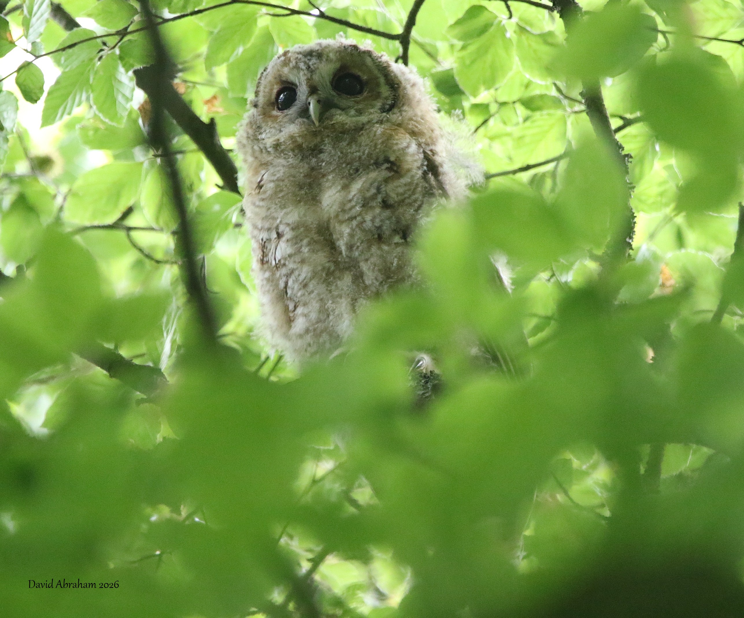 Tawny Owl 
