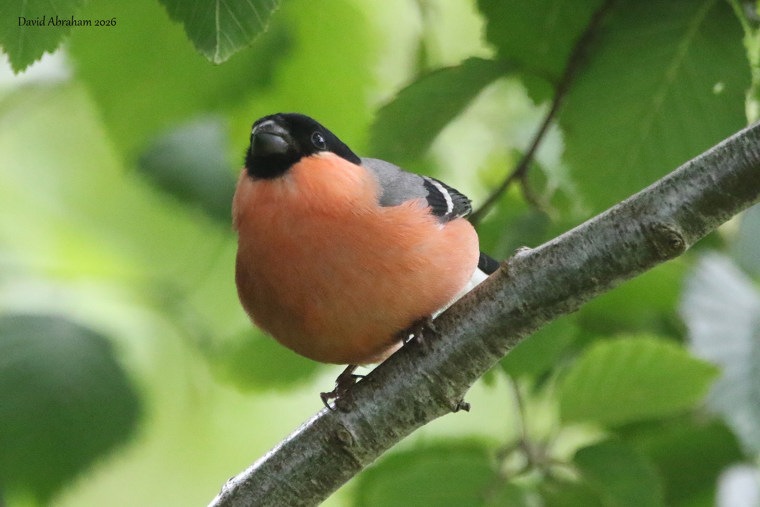 Bullfinch 