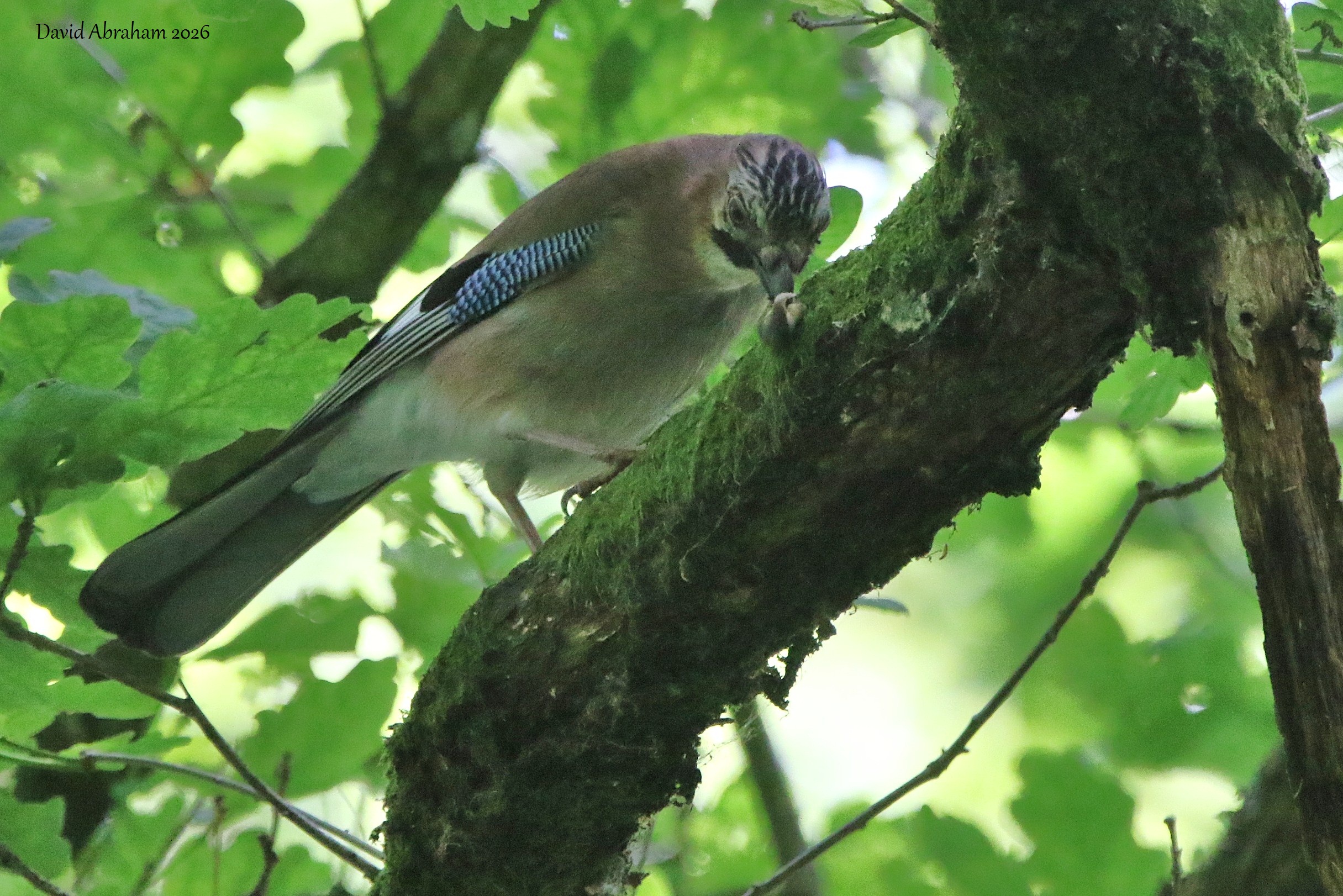 Jay