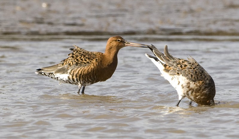 Black-tailed Godwit