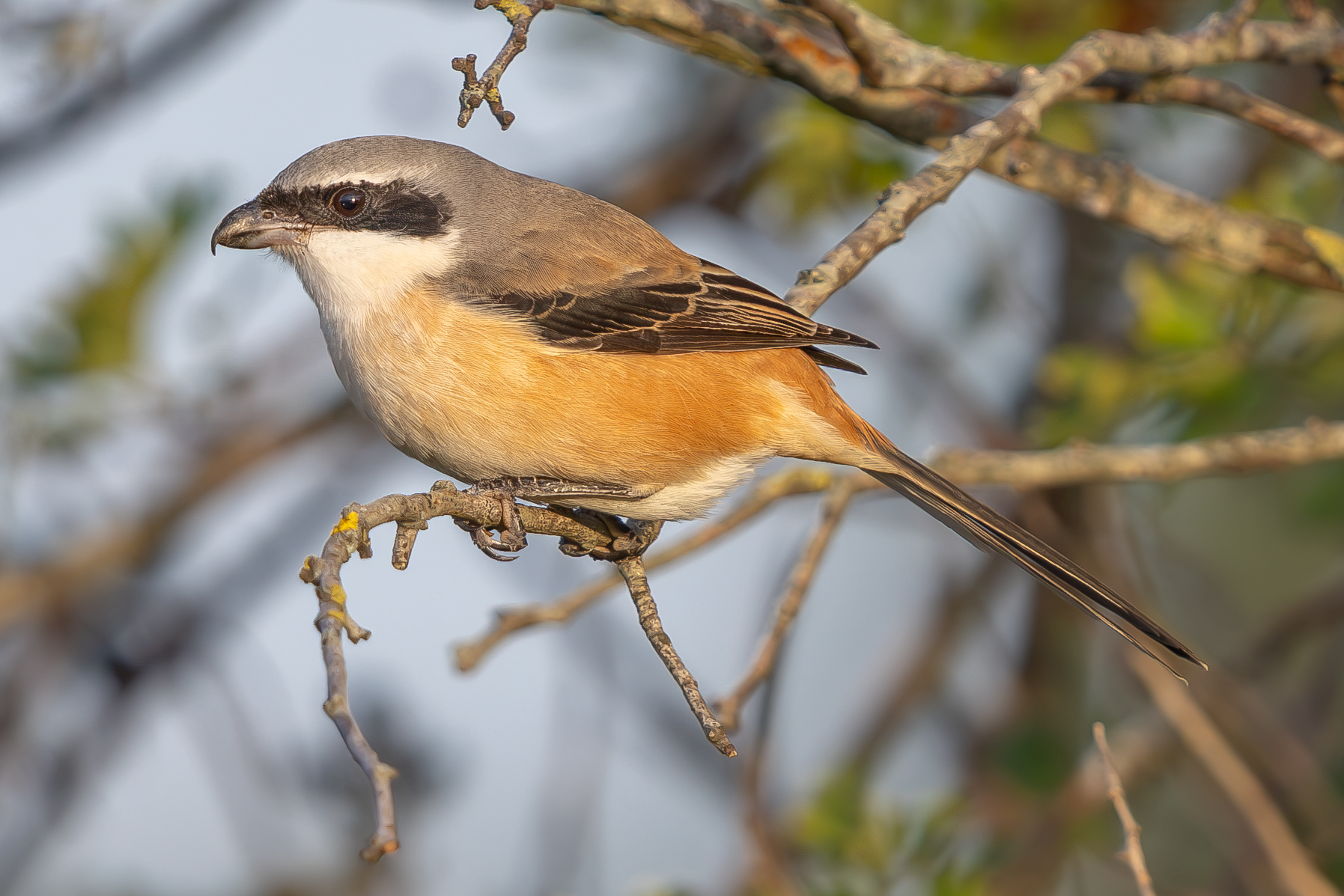 Long-tailed Shrike