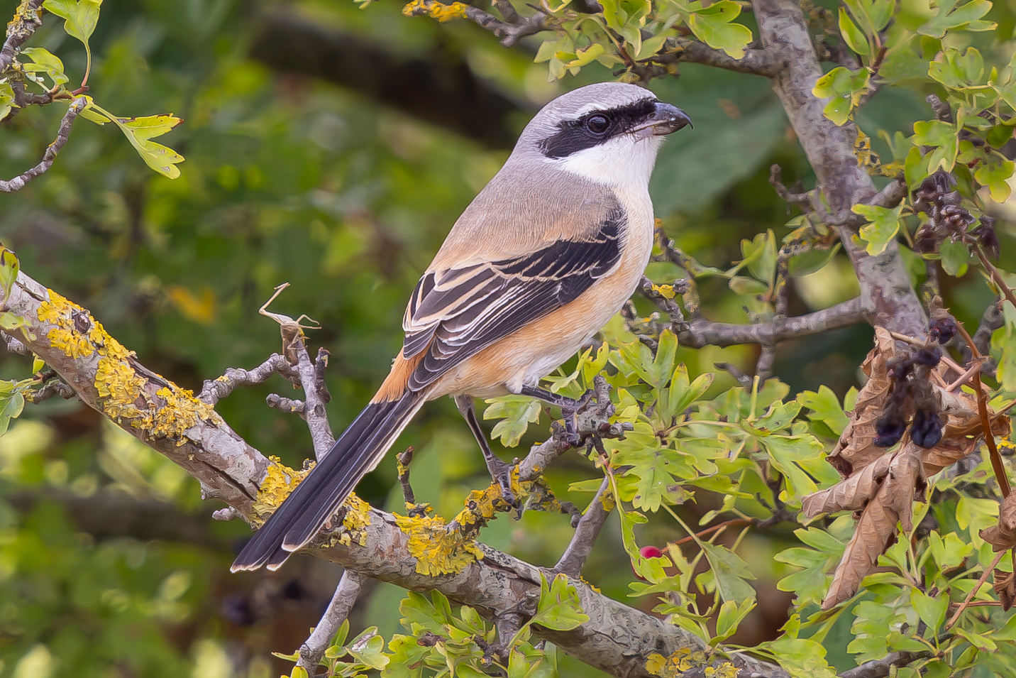 Long-tailed Shrike