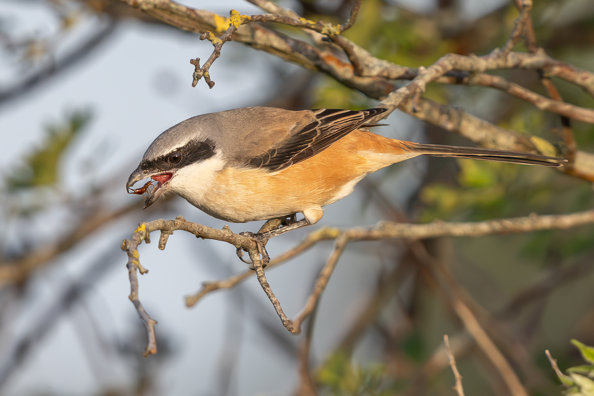 Long-tailed Shrike