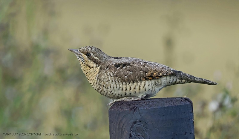 Wryneck