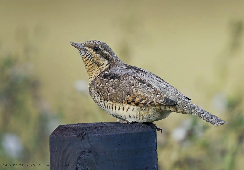 Wryneck