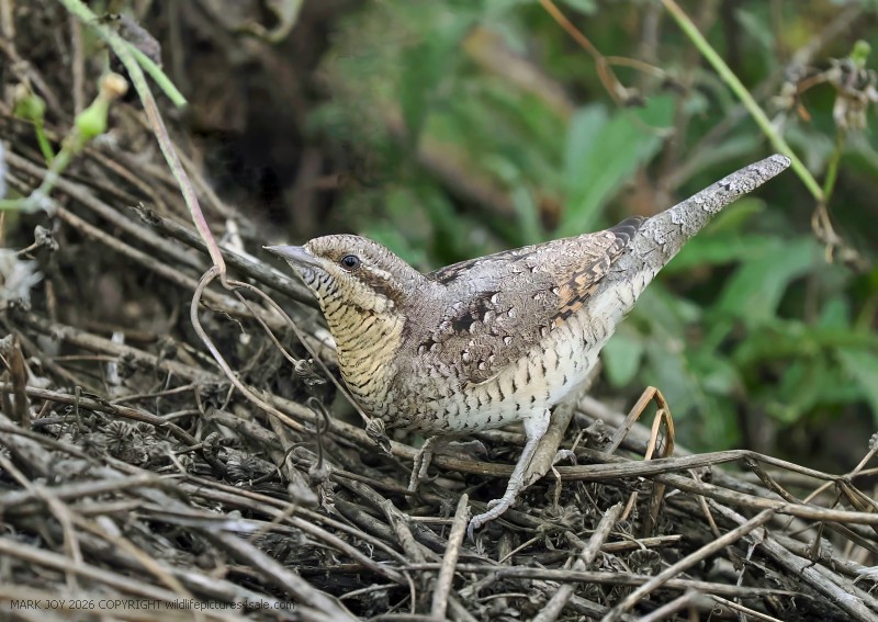 Wryneck