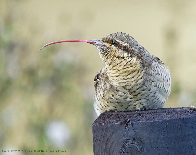 Wryneck