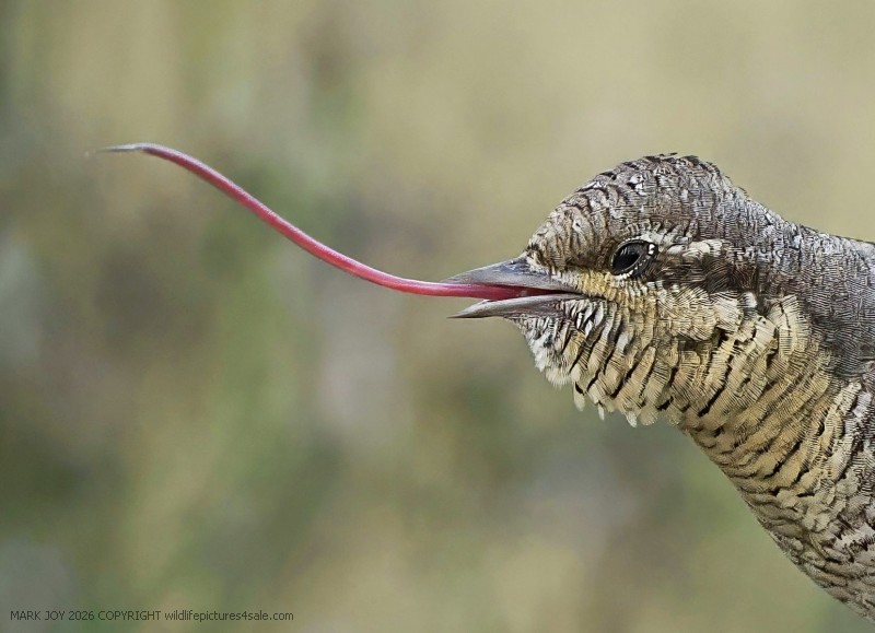 Wryneck