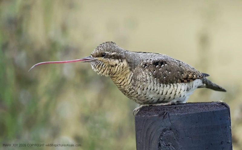 Wryneck