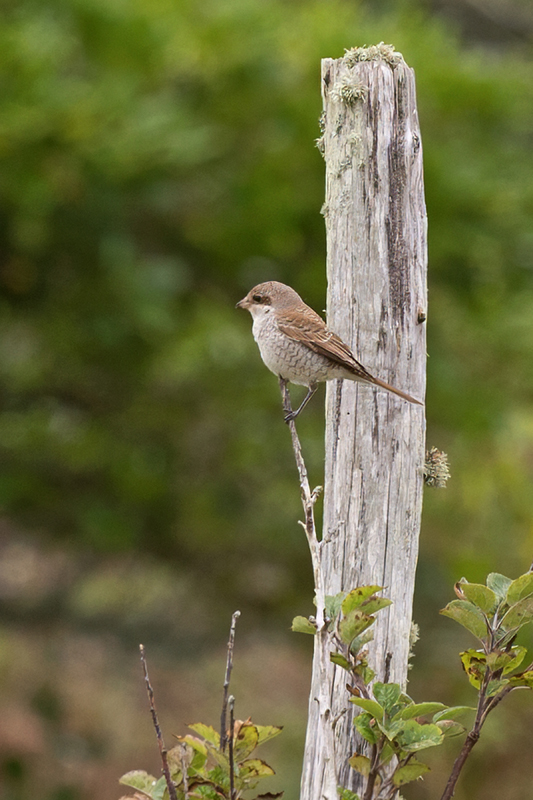 Red-backed Shrike