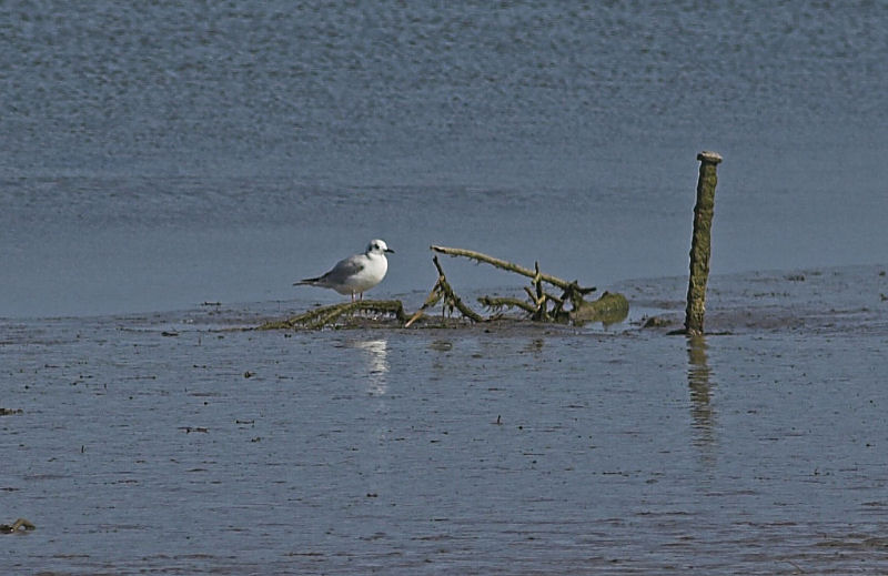 Bonaparte's Gull