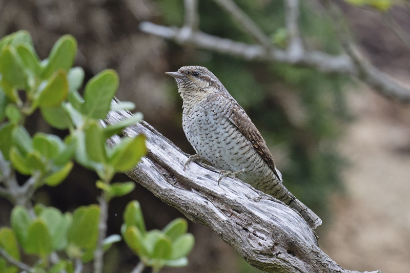Wryneck