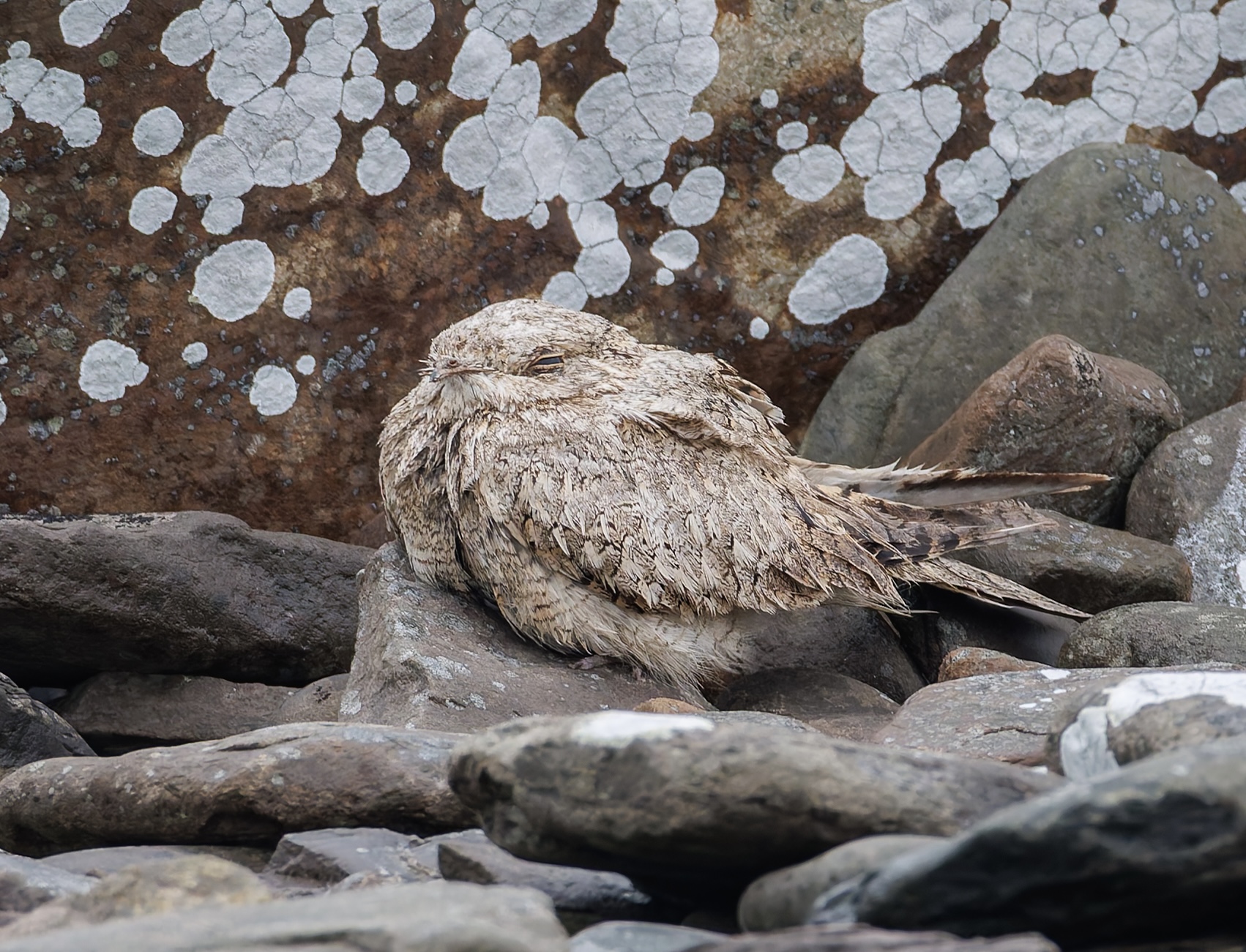 Egyptian Nightjar