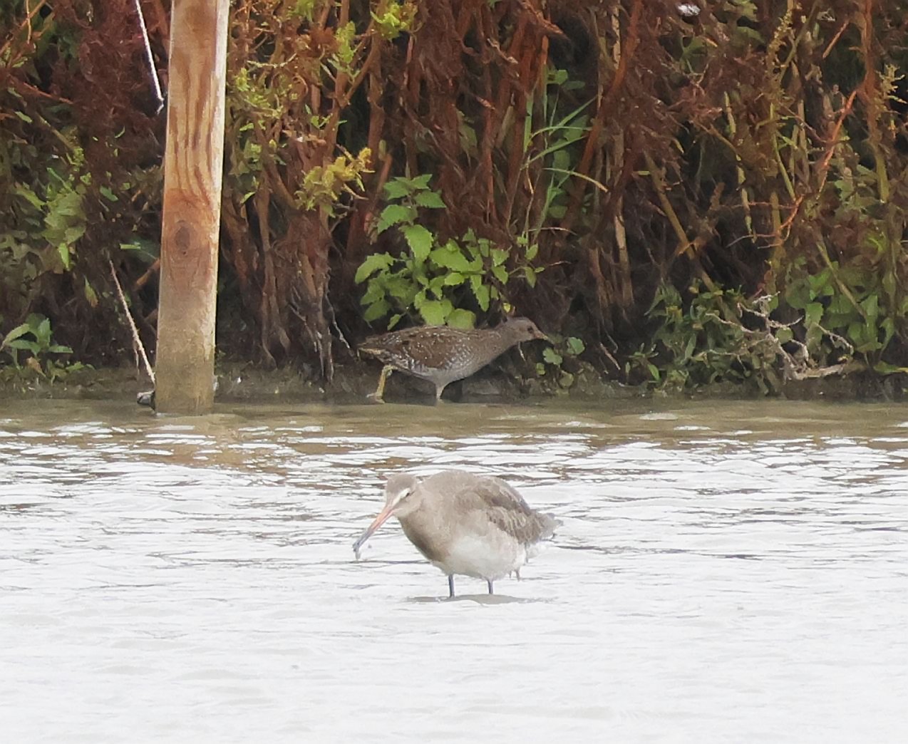 Spotted Crake