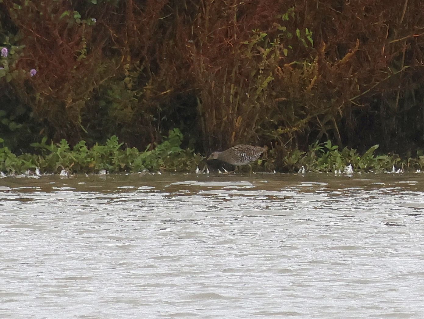 Spotted Crake