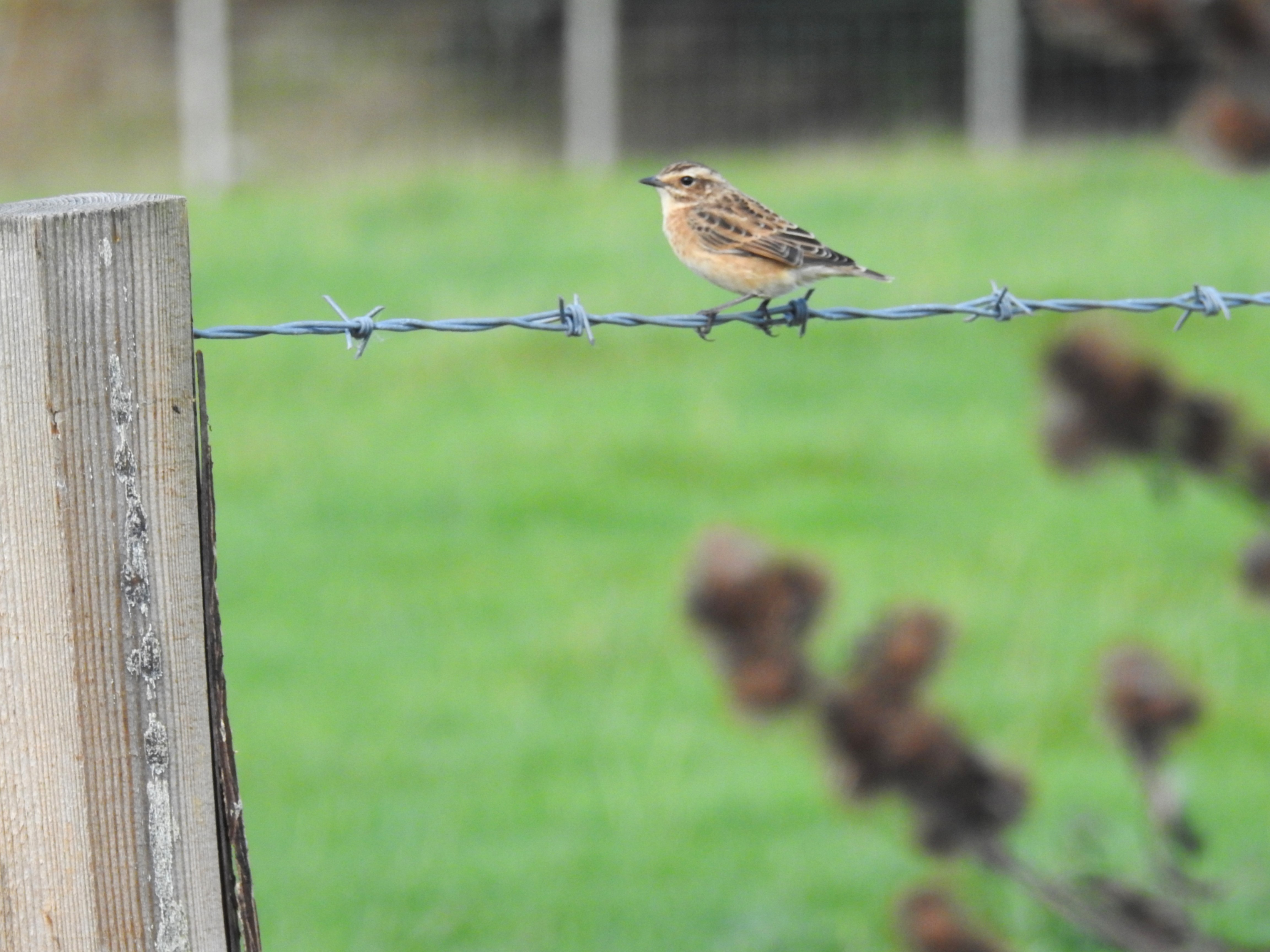Whinchat