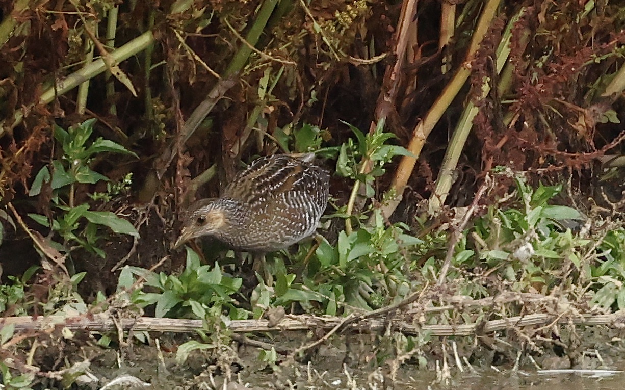 Spotted Crake