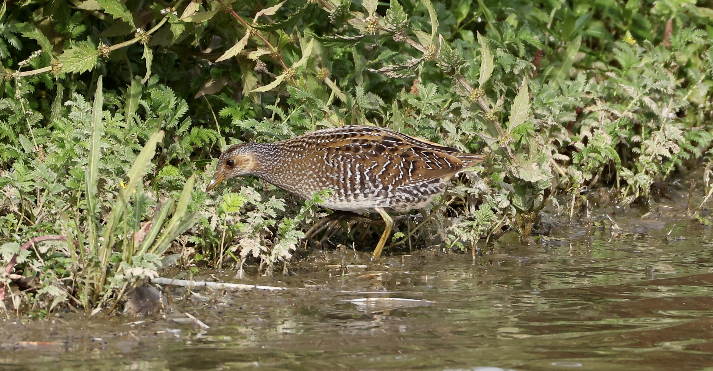 Spotted Crake