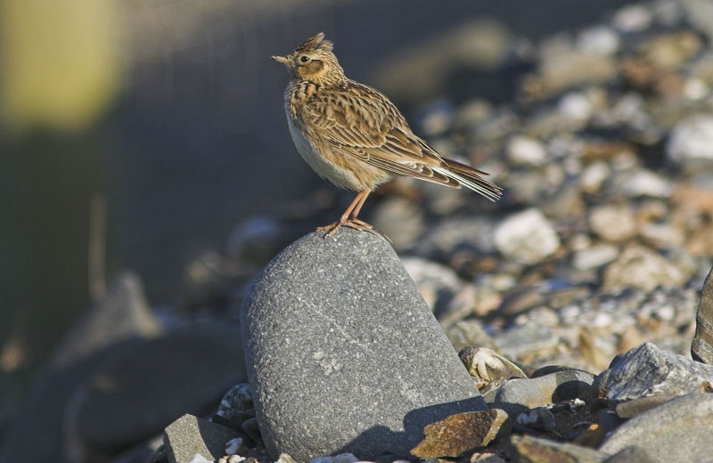 Skylark